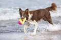 Weiteres Produktbild Aqua Toy Haifischflosse, schwimmend, TPR, bei 18