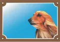 Farbschild Achtung Hund, Afghanischer Windhund