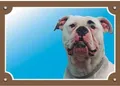 Farbschild Achtung Hund, amerikanische Bulldogge