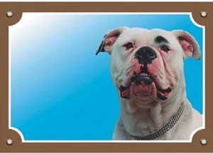 Farbschild Achtung Hund, amerikanische Bulldogge