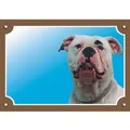 Farbschild Achtung Hund, amerikanische Bulldogge