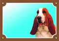 Farbschild Achtung Hund, Basset Hound