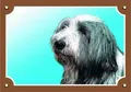 Farbschild Achtung Hund, Bearded Collie