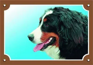 Farbschild Achtung Hund, Berner Sennenhund