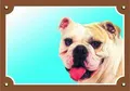 Farbschild Achtung Hund, Englische Bulldogge