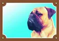 Farbschild Achtung Hund, Bullmastif