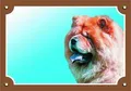 Farbschild Achtung Hund, Chow Chow