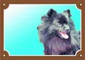 Farbschild Achtung Hund, Schwarzer Spitz