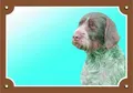 Farbschild Vorsicht vor dem Hund, tschechischer Fousek