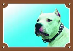 Farbschild Achtung Hund, Doga Argentino