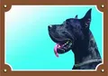 Farbschild Achtung Hund, Doga schwarz