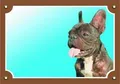 Farbschild Achtung Hund, dunkle französische Bulldogge