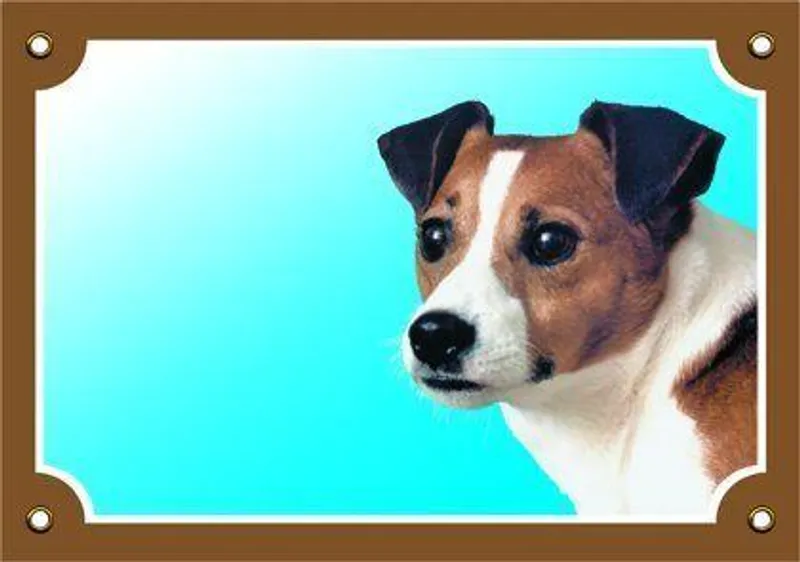 Hauptproduktbild Barevná cedulka Pozor pes, Jack Russel terier