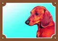 Farbschild Vorsicht Hund, glatthaariger Dackel