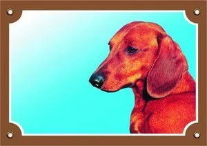 Farbschild Vorsicht Hund, glatthaariger Dackel