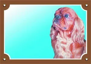 Farbschild Achtung Hund, Cavalier King Charles