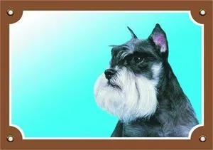Farbschild Achtung Hund, Schnauzer Pfeffer und Salz