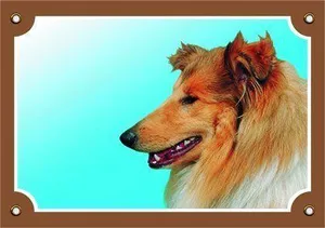 Farbschild Achtung Hund, Collie