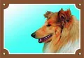 Farbschild Achtung Hund, Collie