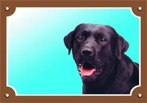 Farbschild Achtung Hund, schwarzer Labrador