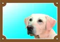 Farbschild Achtung Hund, heller Labrador