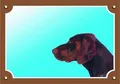 Farbschild Achtung Hund, Brauner Deutscher Jagdhund