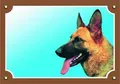 Farbschild Achtung Hund, Profil Deutscher Schäferhund
