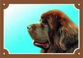Farbschild Achtung Hund, brauner Neufundländer
