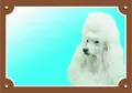 Farbschild Achtung Hund, heller Pudel