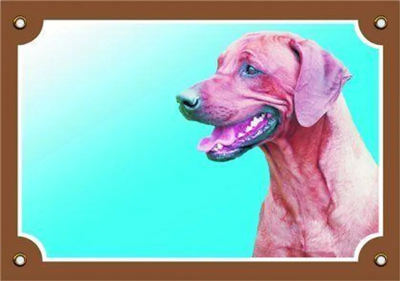 Hauptproduktbild Barevná cedulka Pozor pes, Rhodéský ridgeback