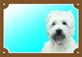 Farbschild Achtung Hund, West Highland White Terrier