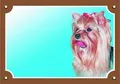 Farbschild Achtung Hund, Yorkshire Terrier