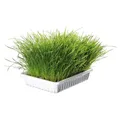 Weiteres Produktbild BIOGRAS - Gras für TRIXIE-Katzen