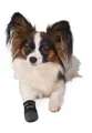 Stiefel-Neopren 2 Stück - TRIXIE M: zB. Cocker Spaniel