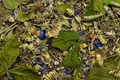 Wir legen Heu HERBAL GARDEN - Kräutermischung 60 g