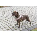 FlexMesh Premium postroj, široký střih, tělováL: 63-92 cm/ 25 mm