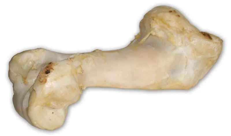 Hauptproduktbild Hovězí kost bílá - extrudovaná 1 ks/36 cm