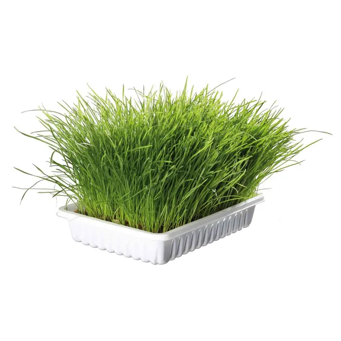 Hauptproduktbild Jemná tráva pro kočku v misce TRIXIE 100 g