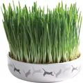 Keramik-Grasnapf für Katzen 15x4cm, 50g Grassamen