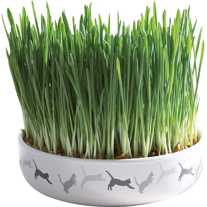Hauptproduktbild Keramická miska na trávu pro kočky 15x4cm, 50g travní semeno