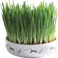 Keramik-Grasnapf für Katzen 15x4cm, 50g Grassamen