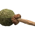 Kaulutscher MATATABI 11 cm Naturprodukt