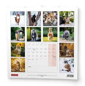 Wandkalender - Katzen