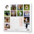 Wandkalender - Welpen