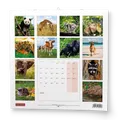 Wandkalender - Tierchen