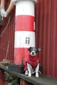 Weiteres Produktbild Kleidweste MINOT rot L:55cm, Brustumfang:60-83cm, Halsumfang:48cm