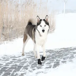 Sicherheitsstiefel WALKER ACTIVE, 2 Stück L-XL: Golden Retriever