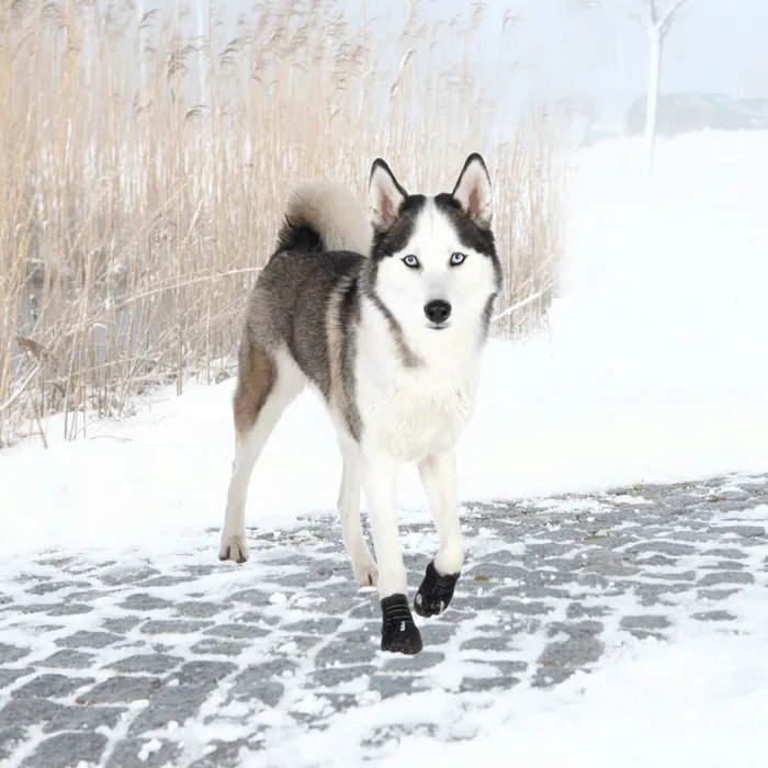 Hauptproduktbild Ochranné boty WALKER ACTIVE, 2 ks S-M: např. sheltie