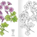Weiteres Produktbild A5 Malbuch - Herbarium I.