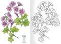 A5 Malbuch - Herbarium I.